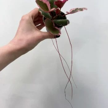 Saxifraga Stolonifera Strawberry Begonia 6cm Pet Friendly begonia 2