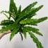 calathea rufibarba bluegrass prayer plant 12cm pot