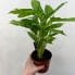 calathea rufibarba bluegrass prayer plant 12cm pot
