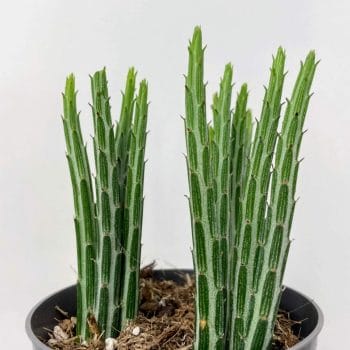 Senecio Stapeliaeformis 10.5cm pot Houseplants cactus 2