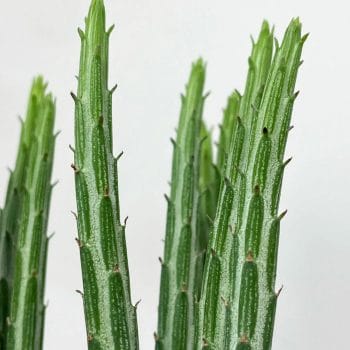 Senecio Stapeliaeformis 10.5cm pot Houseplants cactus 2