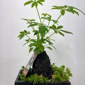 Schefflera Arboricola Umbrella Plant on Lava Rock Bonsai Houseplants bonsai