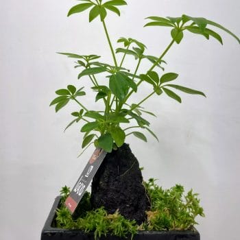 Bonsai Tree Zelkova in Ceramic Planter - Highland Moss