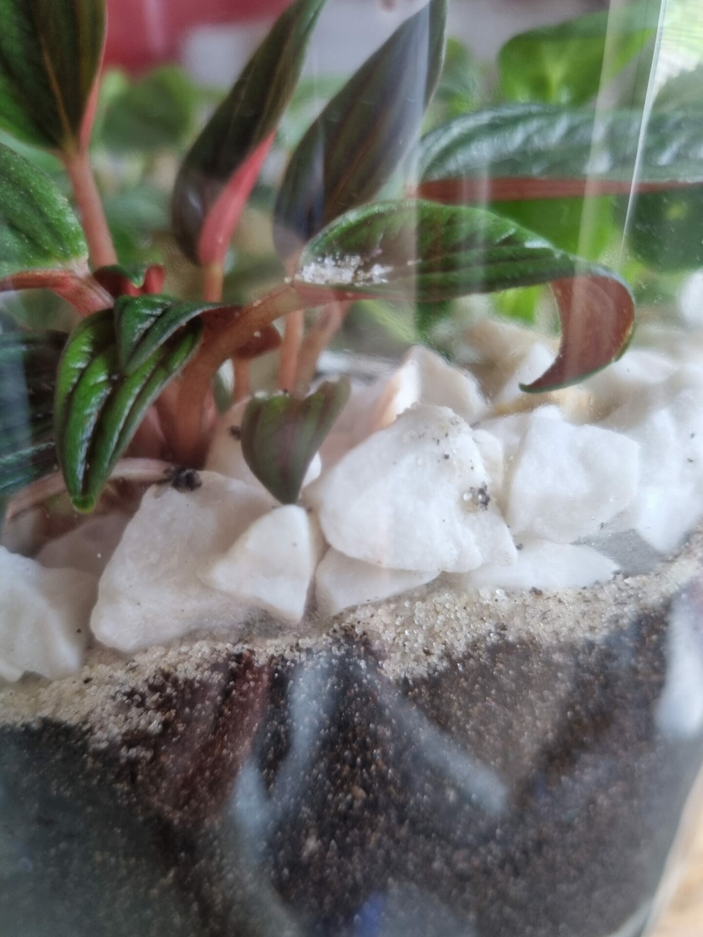 My 3 month old terrarium. Did i use too much soil? : r/terrariums
