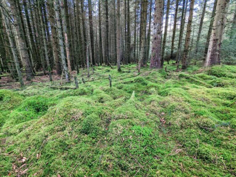 The Green Tapestry: Unveiling the Moss Collection of Highland Moss