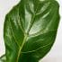 ficus lyrata fiddle leaf fig 17cm pot