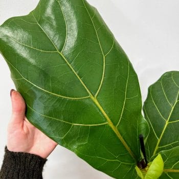 Ficus Lyrata Fiddle Leaf Fig 17cm pot Houseplants ficus 2