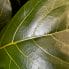 ficus lyrata fiddle leaf fig 17cm pot