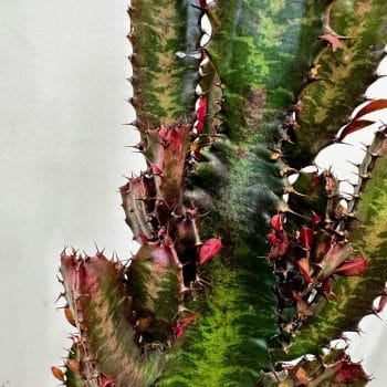 Euphorbia Trigona African Milk Tree Cactus 18cm pot Houseplants 18cm 2