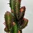 euphorbia trigona african milk tree cactus 18cm pot