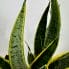 sansevieria laurentii variegata 50cm height 17cm pot