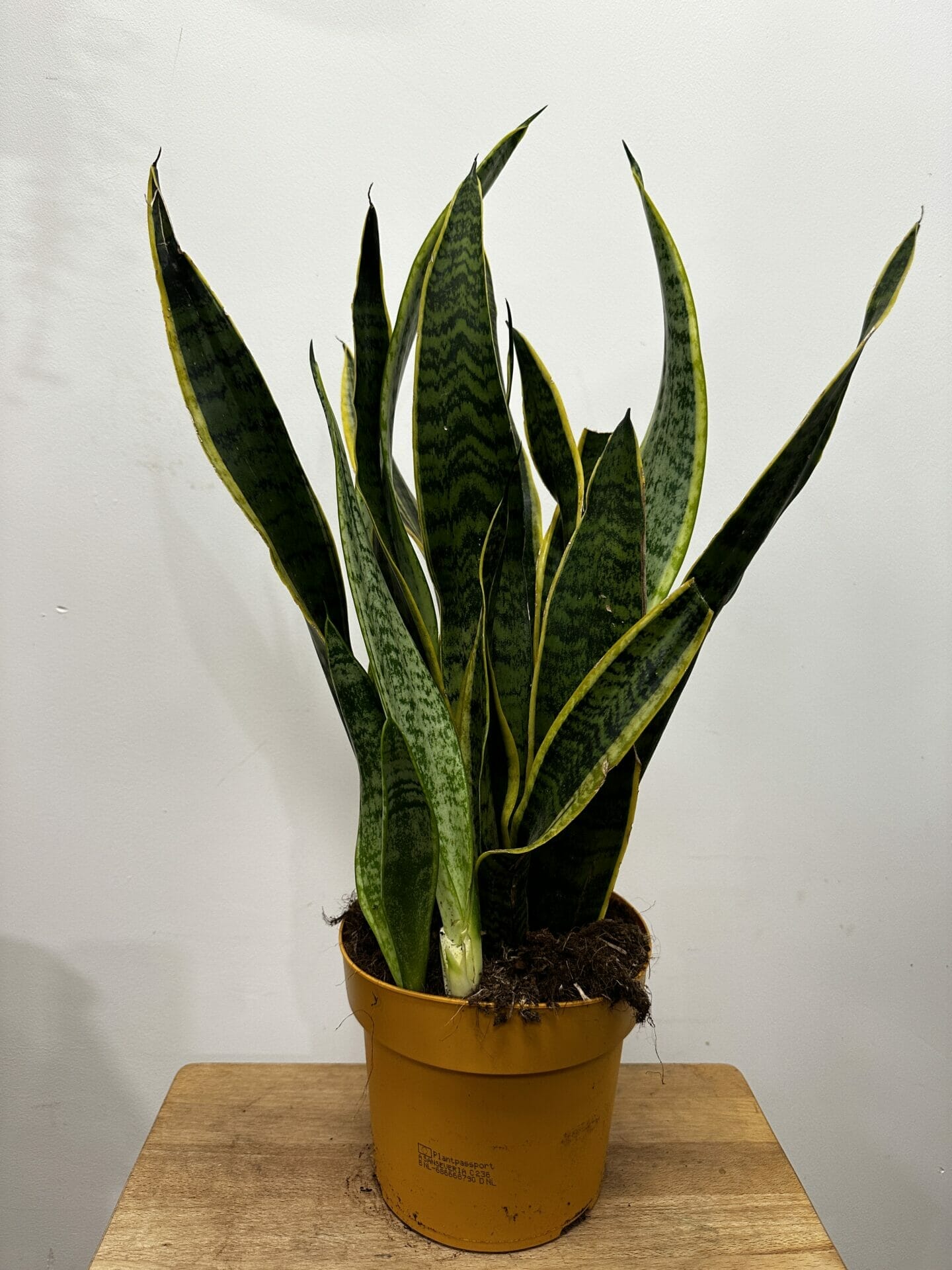 sansevieria laurentii variegata, snake plant, in a 17cm pot on a woooden table