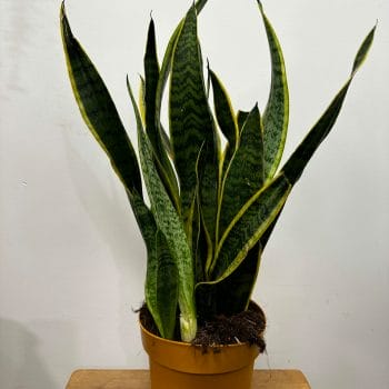 Sansevieria Laurentii Variegata 50cm Height 17cm pot Houseplants easy care