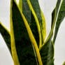 sansevieria laurentii variegata 50cm height 17cm pot