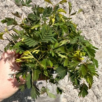Mimosa Pudica Sensitive Plant 9cm pot Houseplants easy care