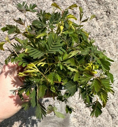 mimosa pudica sensitive plant 9cm pot