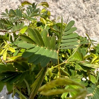 Mimosa Pudica Sensitive Plant 9cm pot Houseplants easy care 2