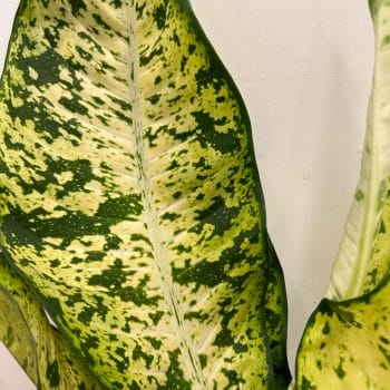 Dieffenbachia Banana Dumb Cane LARGE 23cm pot COLLECTION ONLY Houseplants easy care 2