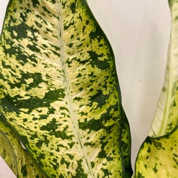 Dieffenbachia Banana Dumb Cane LARGE 23cm pot Houseplants easy care 2