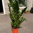 zamioculcas zamiifolia emerald palm zz x large 90cm height 24cm pot (copy)