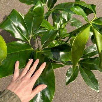 Philodendron Goeldii Fun Bun X LARGE 24cm pot COLLECTION ONLY Houseplants easy care 3
