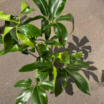 Philodendron Goeldii Fun Bun LARGE 24cm pot Houseplants easy care