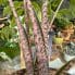 alocasia brancifolia pink passion 14cm pot