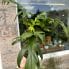 alocasia brancifolia pink passion 14cm pot