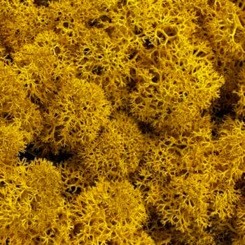 Preserved Reindeer Moss YELLOW Made with Moss plant decoration