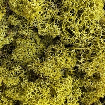 Preserved Reindeer Moss KIWI BULK Made with Moss plant decoration