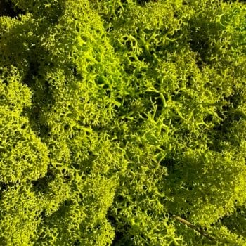 Preserved Reindeer Moss SPRING GREEN Made with Moss natural
