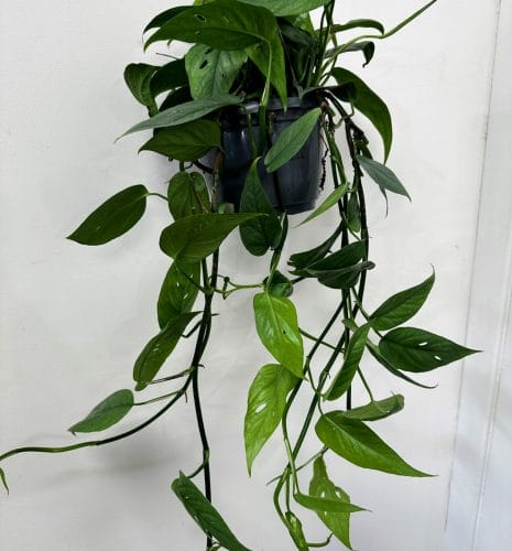 epipremnum pinnatum cebu blue 15cm pot