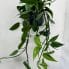 epipremnum pinnatum cebu blue 15cm pot