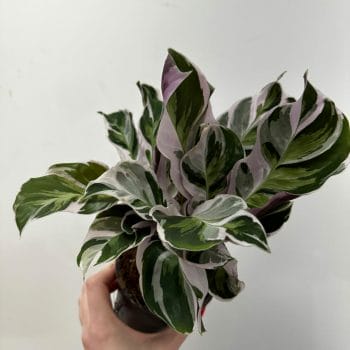 Calathea White Fusion 10.5cm pot Houseplants air purifying 2