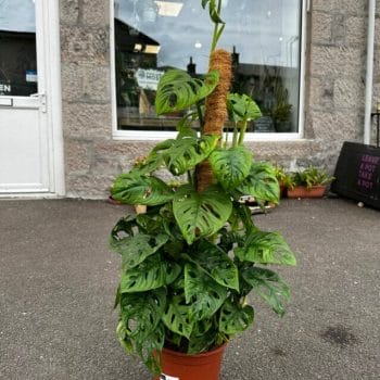 Monstera Adasonii 18cm pot Houseplants cheese plant