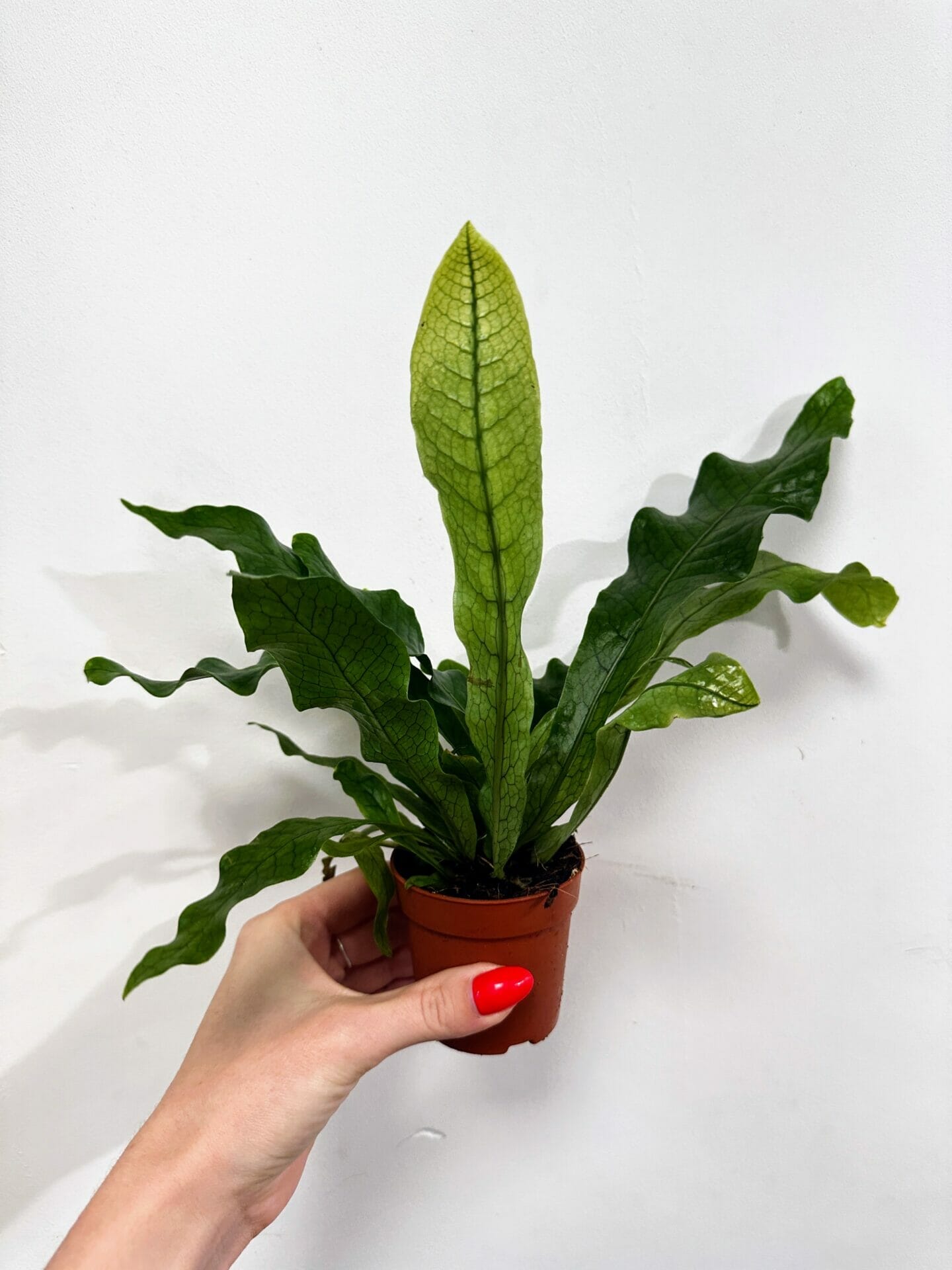 Crocodile Fern (Microsorum musifolium) house plant held up to camera with hand on white background. Leaves resemble crocodile skin