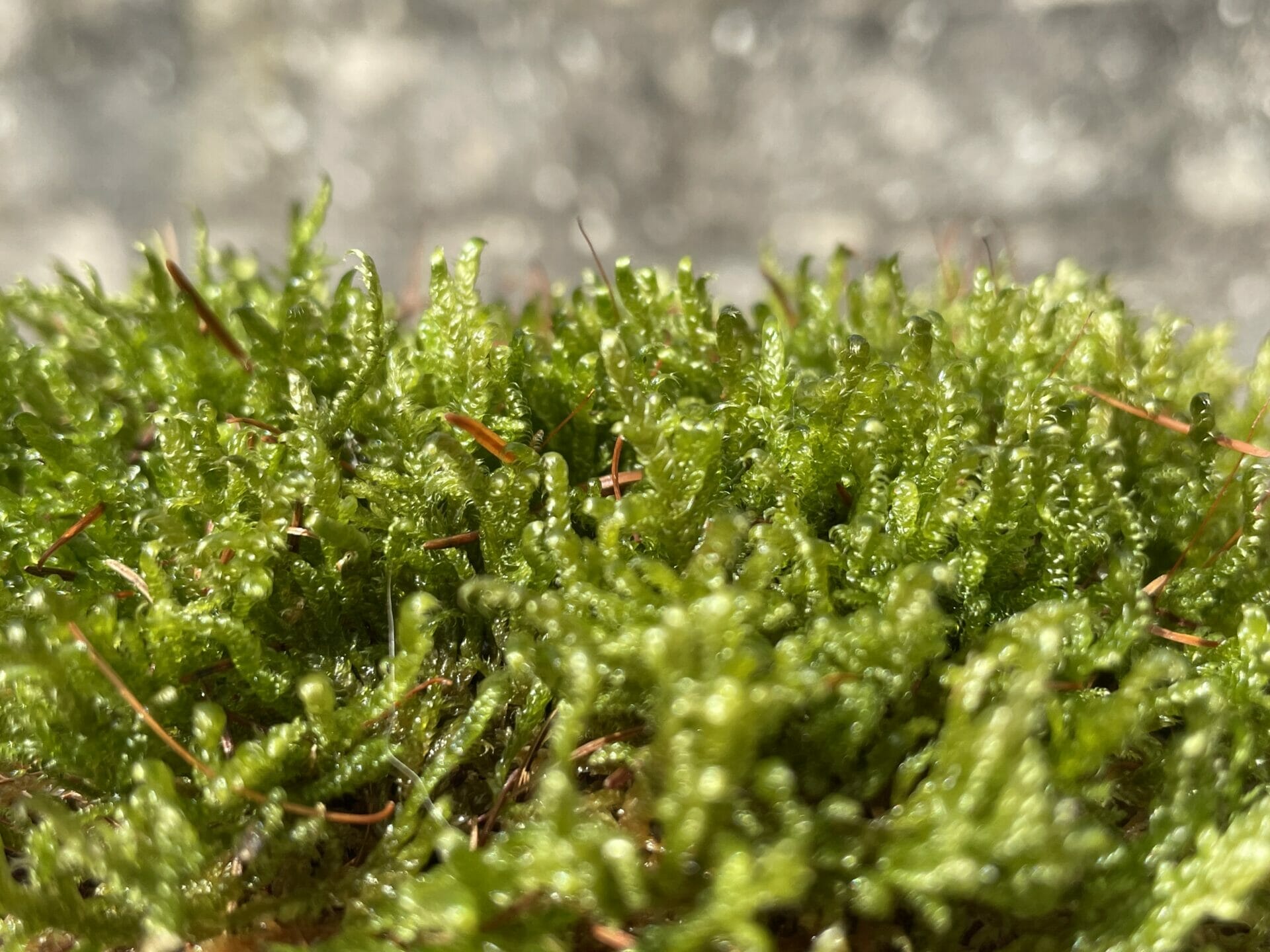 Why choose living moss?