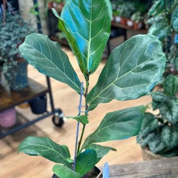 Ficus Lyrata Fiddle Leaf Fig 17cm pot Houseplants ficus