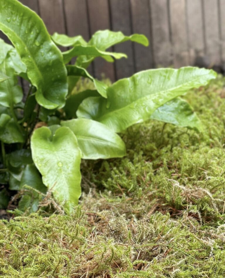 5 Benefits of Moss: Why it’s Great for Your Garden