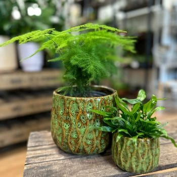 Wave Green Glazed Ceramic Pot Plant Accessories ceramic 3