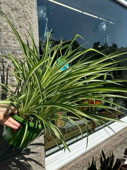 Chlorophythum Vittatum Spider Plant 21cm pot Pet Friendly air purifying 5