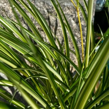 Chlorophythum Vittatum Spider Plant 21cm pot Pet Friendly air purifying 2