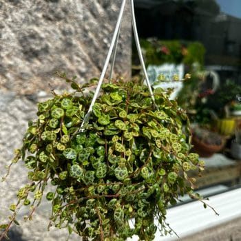 Peperomia Prostata String of Turtles 11cm pot Hanging & Trailing 11cm plant 4