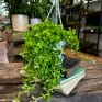 peperomia prostata string of turtles 11cm pot