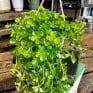 peperomia prostata string of turtles 11cm pot