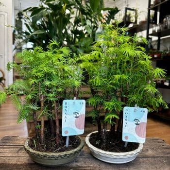 Bonsai Metasequoia Dinosaur Tree Ceramic Planter Houseplants air purifying