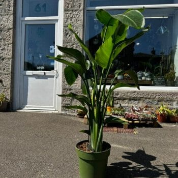 Strelitzia Nicolai Bird of Paradise X-Large COLLECTION ONLY Rare and Extraordinary bird of paradise