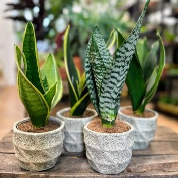 Sansevieria Snake Plant Ceramic 11cm planter Succulents & Cacti easy care