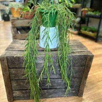 Hoya Linearis Wax Plant 14cm pot Hanging & Trailing air purifying
