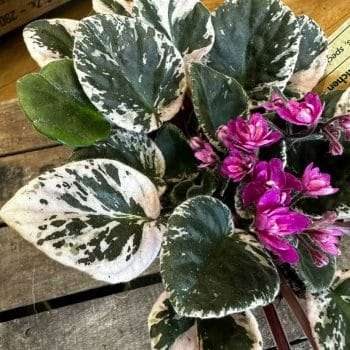 Saintpaulia African Violet Hovariagata Pink Variegated 12cm pot Houseplants low light